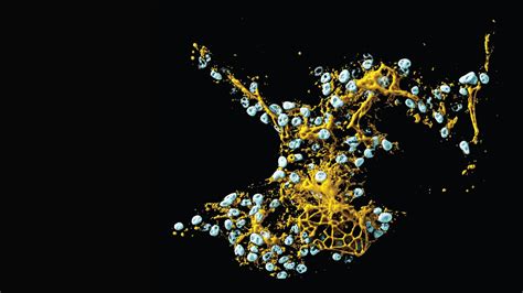 Image result for Human Cell Types and Functions