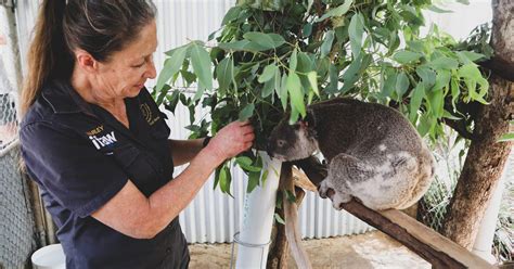 Veterinary Assistant Job Description