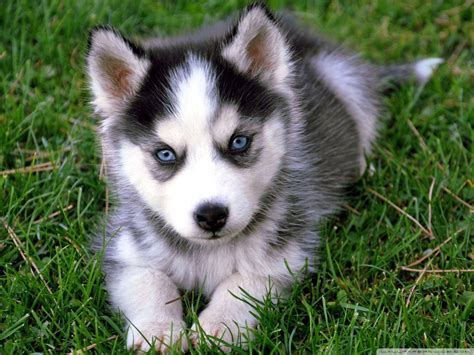 Download Husky Puppy With Blue Eyes Wallpaper | Wallpapers.com
