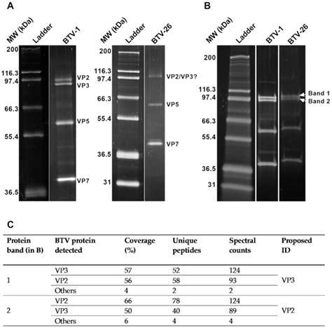 An Early Block in the Replication of the Atypical Bluetongue Virus ...