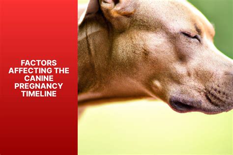 Canine Pregnancy Timeline: How Long Do Dogs Stay Pregnant ...