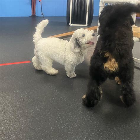 Benefits of Dog Playgroups - Milwaukee Paws Pet Care