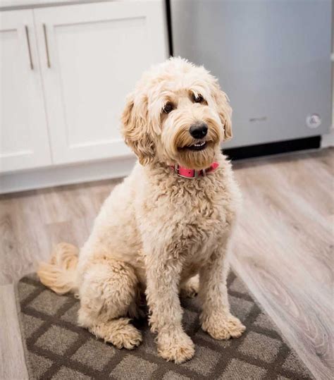 Life Expectancy of Mini Goldendoodles - KZ Doodles