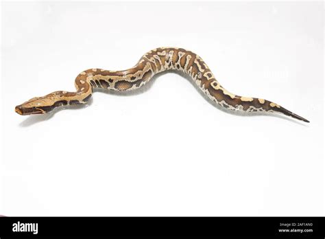 Image result for Red-tailed Python