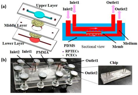 Fabrication and Applications of Microfluidic Devices: A Review