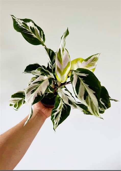 Calathea Stella: What You Need to Know – Brumley & Bloom