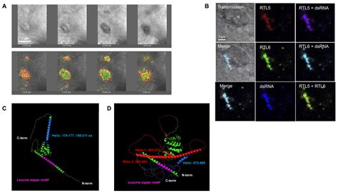 Retrovirus-Derived RTL/SIRH: Their Diverse Roles in the Current ...