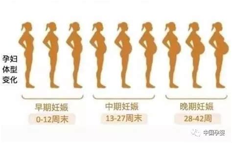 怀孕后多久才开始显肚子? 孕多少周腹围开始变大?