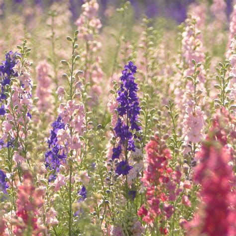 July Birth Flower Meanings: Larkspur & Water Lily | Floraly