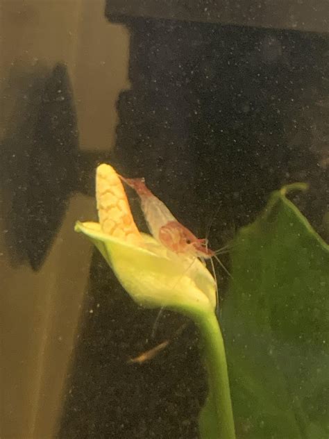 The perfect seat : r/ShrimpsIsBugs