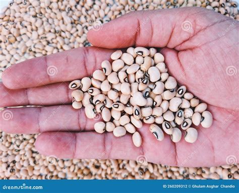 Cowpea Blackeyed Pea Seeds White Lobia a Legume Pulse an Edible Bean a ...
