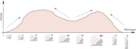 Fitness Landscape 的图像结果