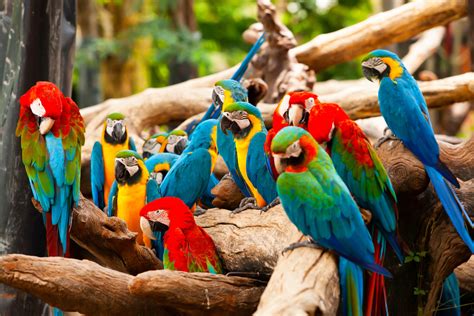 Small Parrot Types