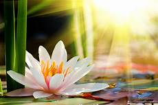 fiore della rinascita il fiore c 232 in te lotus flower pcos fiore della rinascita il fiore c 232 in te lotus flower pcos