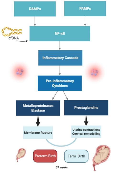 Inflammation and Preterm Birth: A Systematic Review