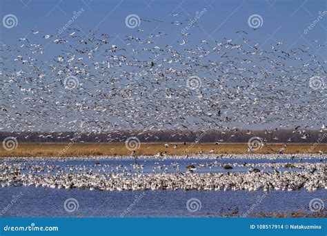 Snow geese fall migration stock photo. Image of flying - 108517914