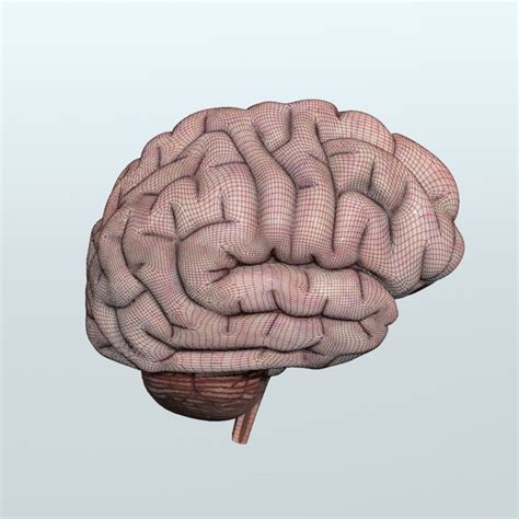Brain Model 的图像结果