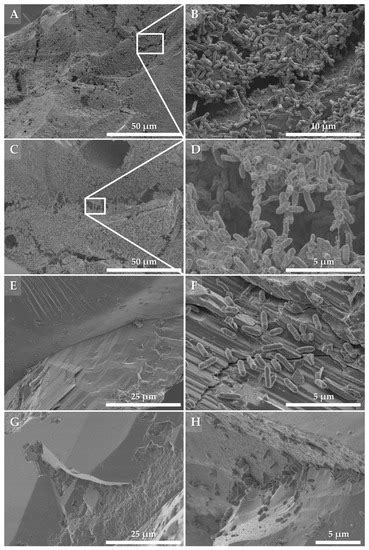 A Column Leaching Model of Low-Grade Chalcopyrite Ore: Mineral ...