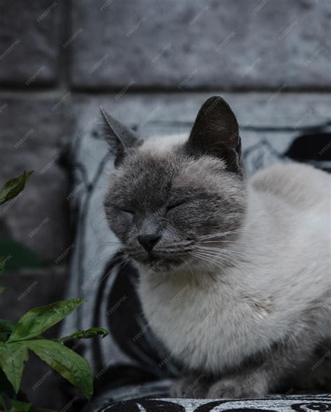 Premium Photo | Gray siamese cat is lying asleep on the sofa outside ...