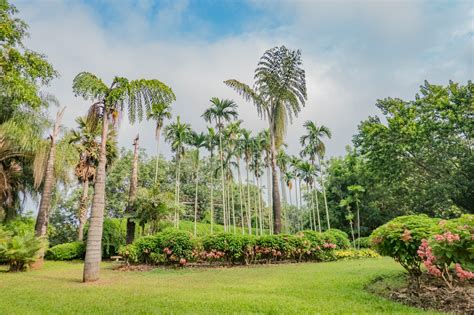 西双版纳热带植物园图片素材-编号11061701-图行天下