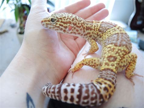 Albino Leopard Gecko