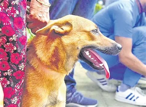 Lack of vet surgeons in LSGs cripples stray dog drive