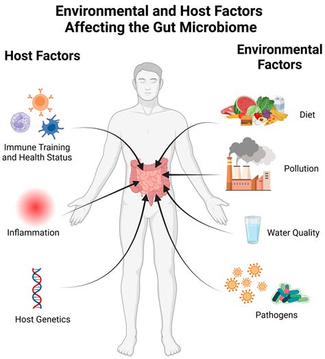 How Bacteria Benefit Humans Inside And Outside The Body