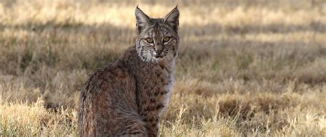 Download wallpaper 2560x1080 red lynx, lynx, predator, wildlife dual ...
