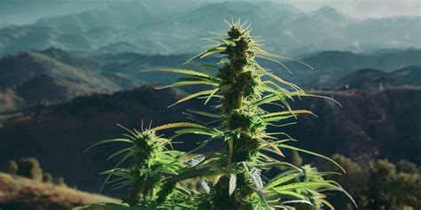 Image result for Moroccan Hash Making