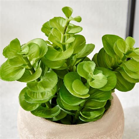 Buy Gloria Bond Artificial Plant in Paper Mache Pot from Home Centre at ...