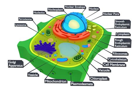 Plant Cell 3D Model With Labels at Ruby Earle blog