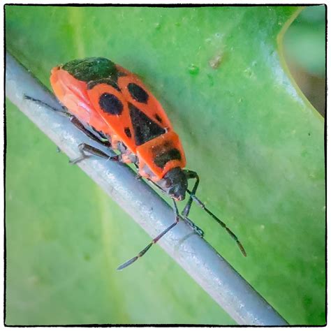 Red and Black Bug – Photography, Images and Cameras