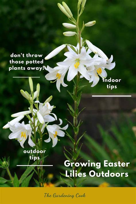 Growing Easter Lily - Lilium Longiflorum | Easter lily, Lily plants ...