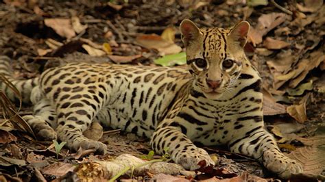 “All wild animals in Costa Rica are endangered.”