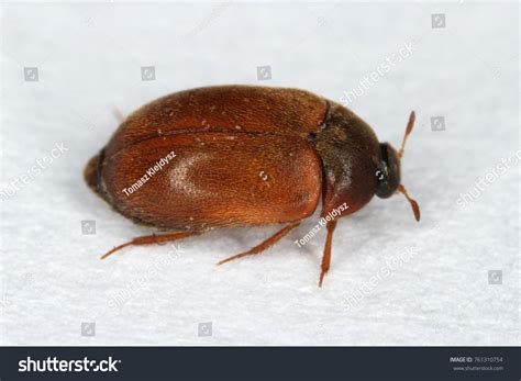 Brown Carpet Beetle Attagenus Smirnovi Dermestidae Stock Photo ...