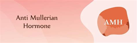 All About Anti Mullerian Hormone - Know AMH Test, Purpose and Levels