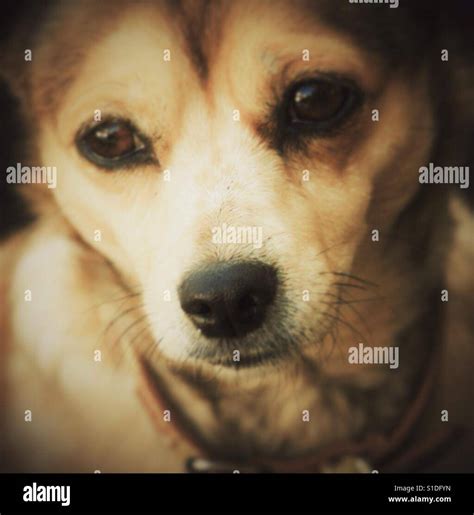 Dogs sad eyes hi-res stock photography and images - Alamy