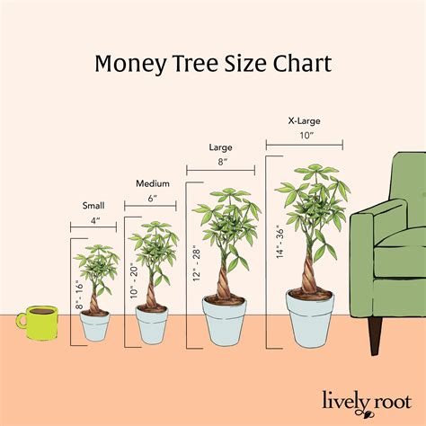 Money Tree Extra Large | Money trees, Feng shui plants, Plant help