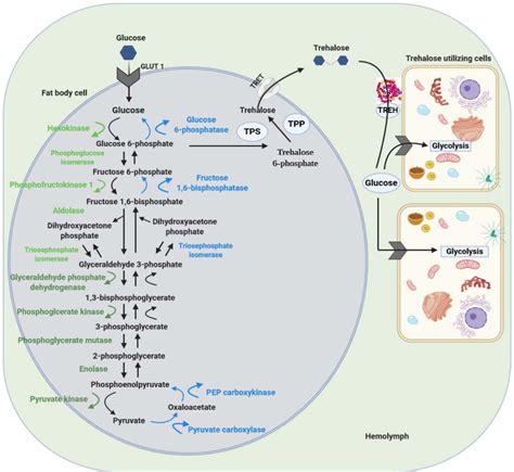 Enzymes Found In Both Glycolysis And Gluconeogenesis at Pamela Beeler blog