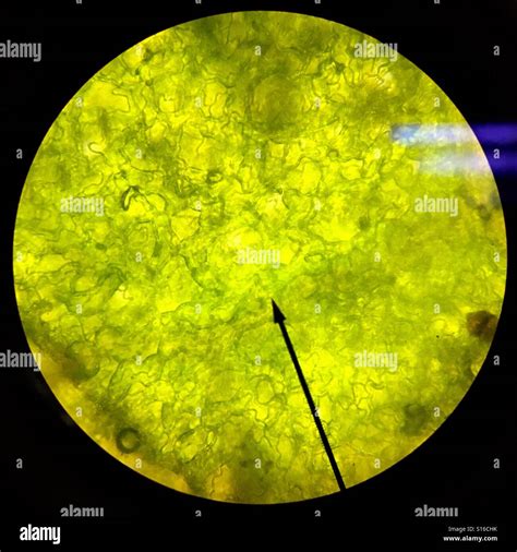 Algae microscope hi-res stock photography and images - Alamy