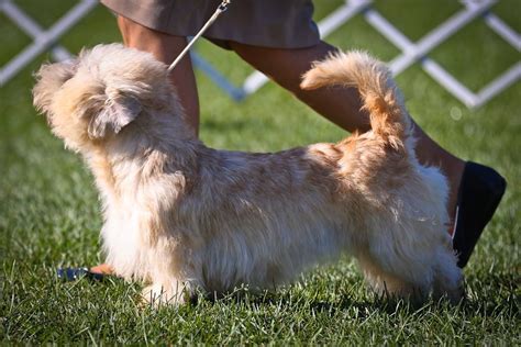 Son Glen Of Imaal Terriers Amistosos
