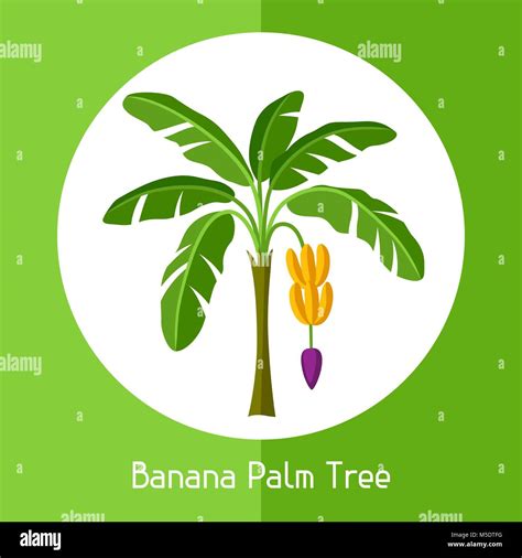 Mata De Platano Vector