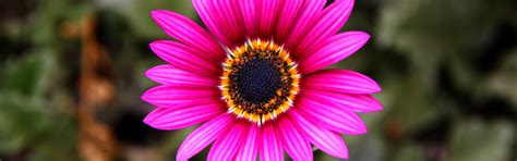Download wallpaper nature, paint, petals, stem, Osteospermum, section ...