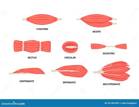 Image result for Skeletal Muscle Fiber Structure
