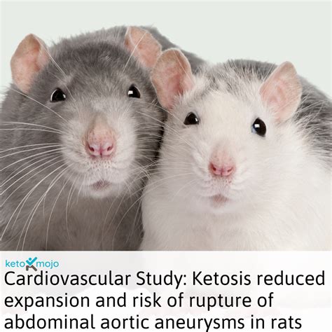 Ketosis prevents abdominal aortic aneurysm rupture through C–C chemokine receptor type 2 ...