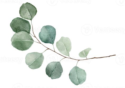 Green eucalyptus leaves 23370554 PNG