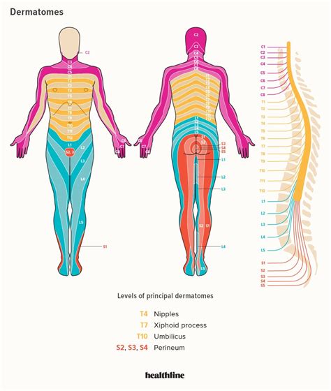 Cervical Spine Dermatome Chart - Dermatomes Chart and Map