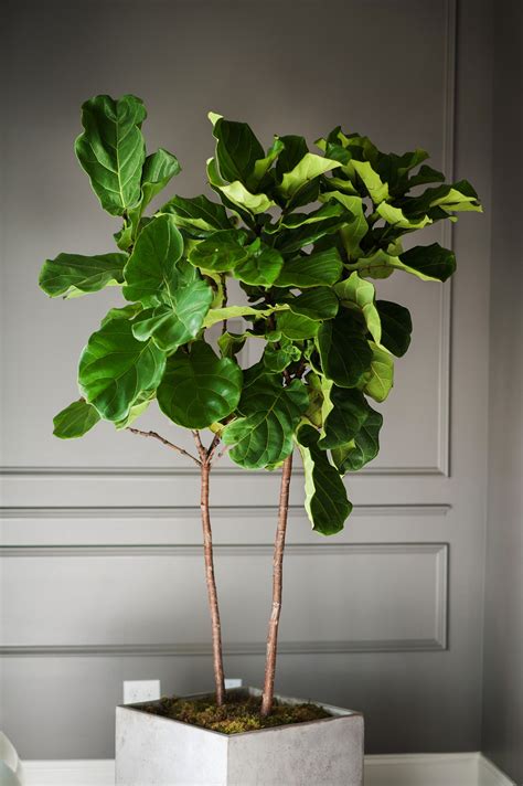 Fiddle Leaf Fig: Going Green Never Looked So Good | MOSS MANOR | Indoor ...
