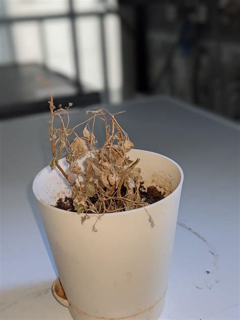 UGAOO Aralia Variegated White Mini Indoor Plant with Self Watering Pot ...