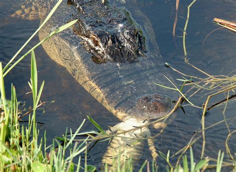 Alligator vs. Burmese Python in Everglades National Park